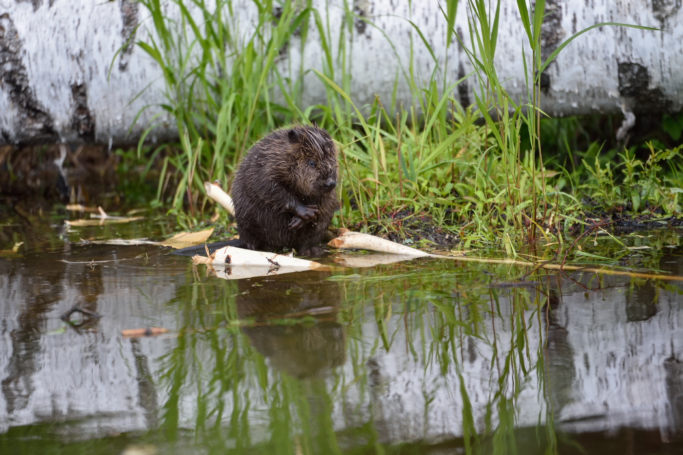 перед тяжкой работой