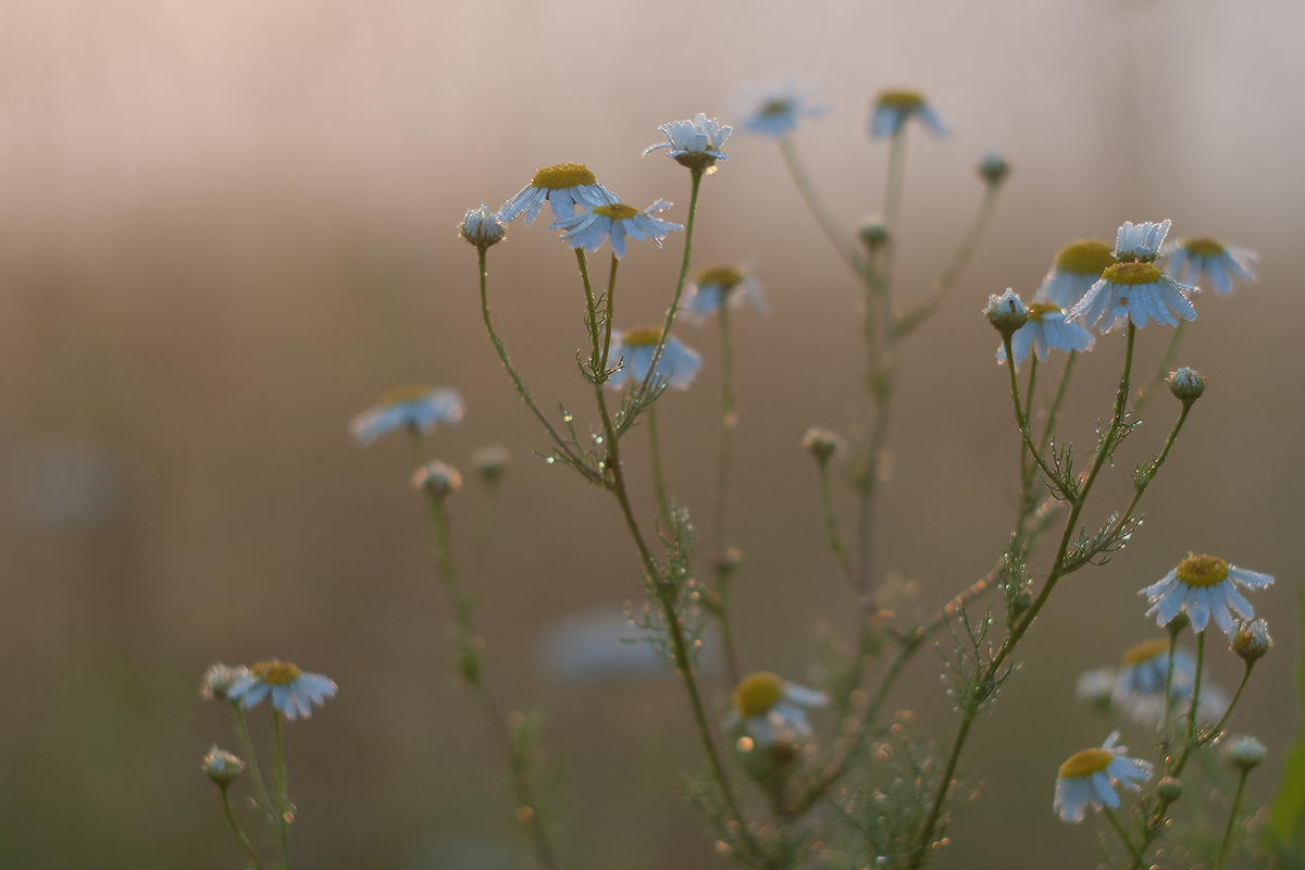 Незатейливы, не капризны...