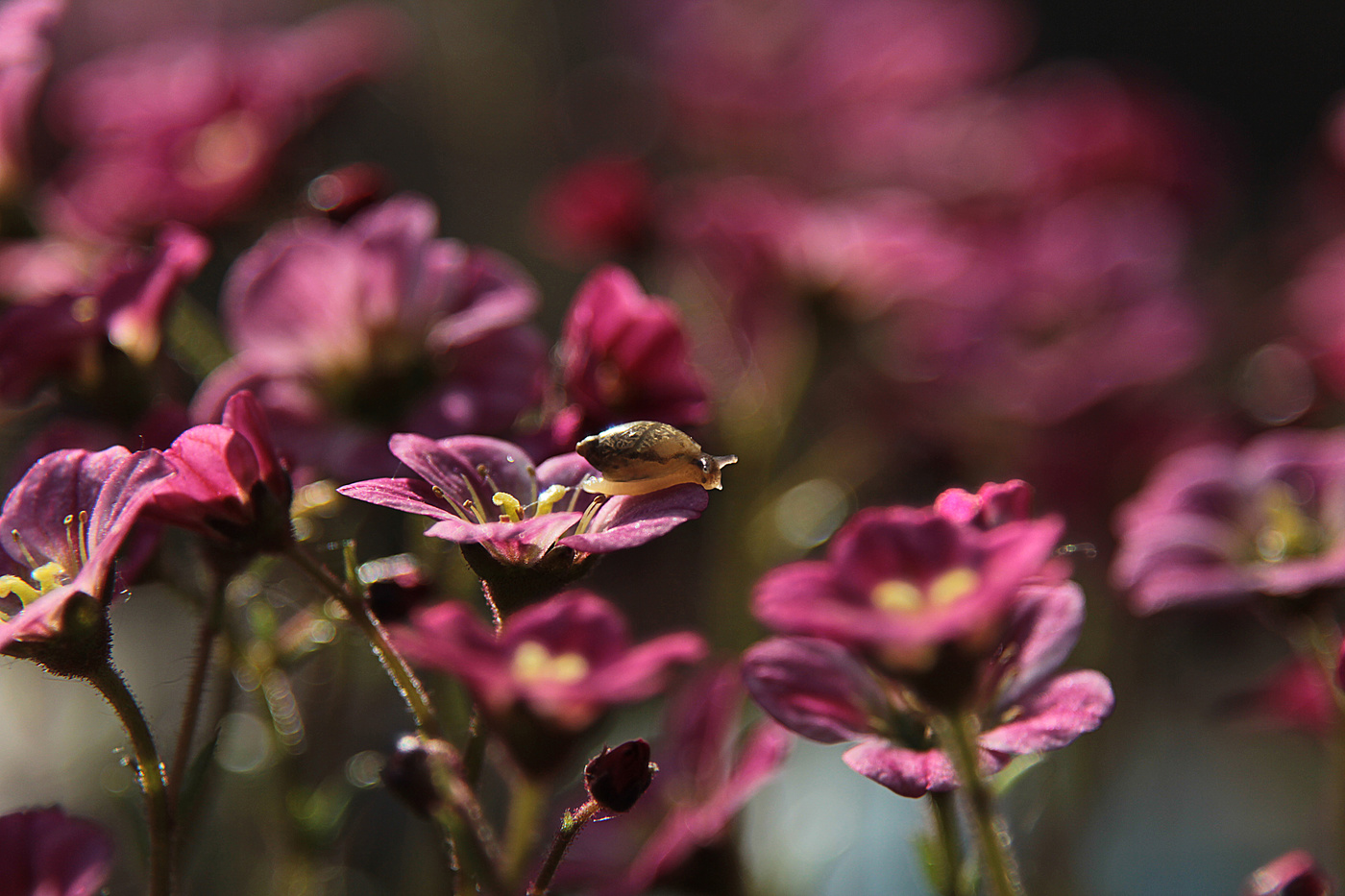 Исследовательница