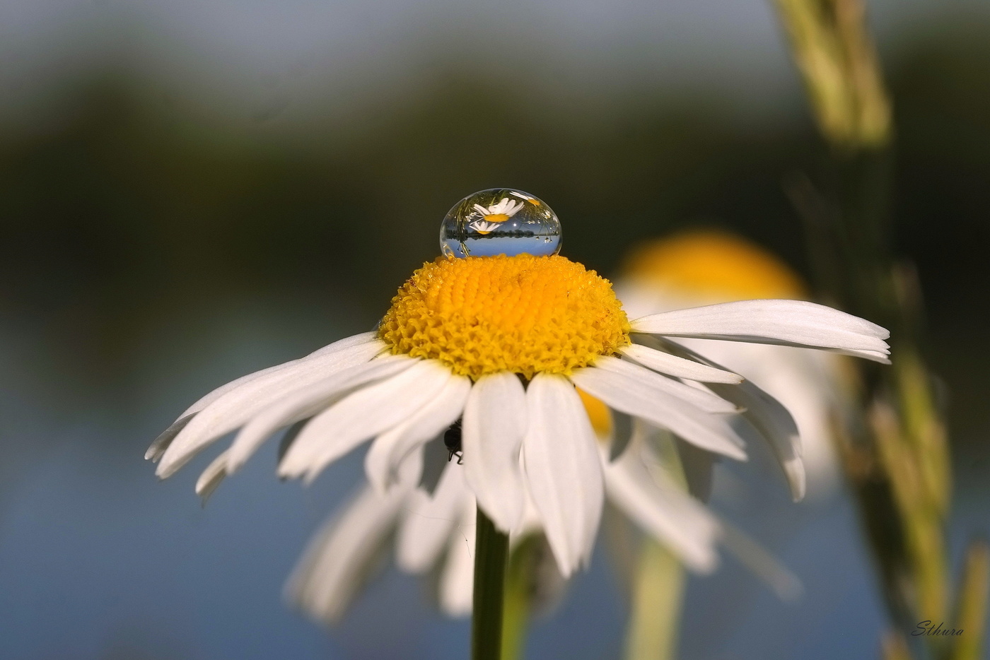 Капелька и ромашка.