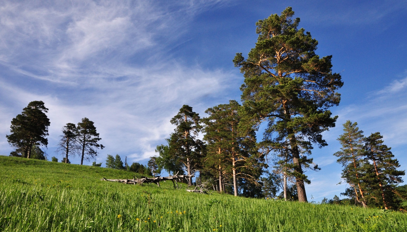 Сосны в поле