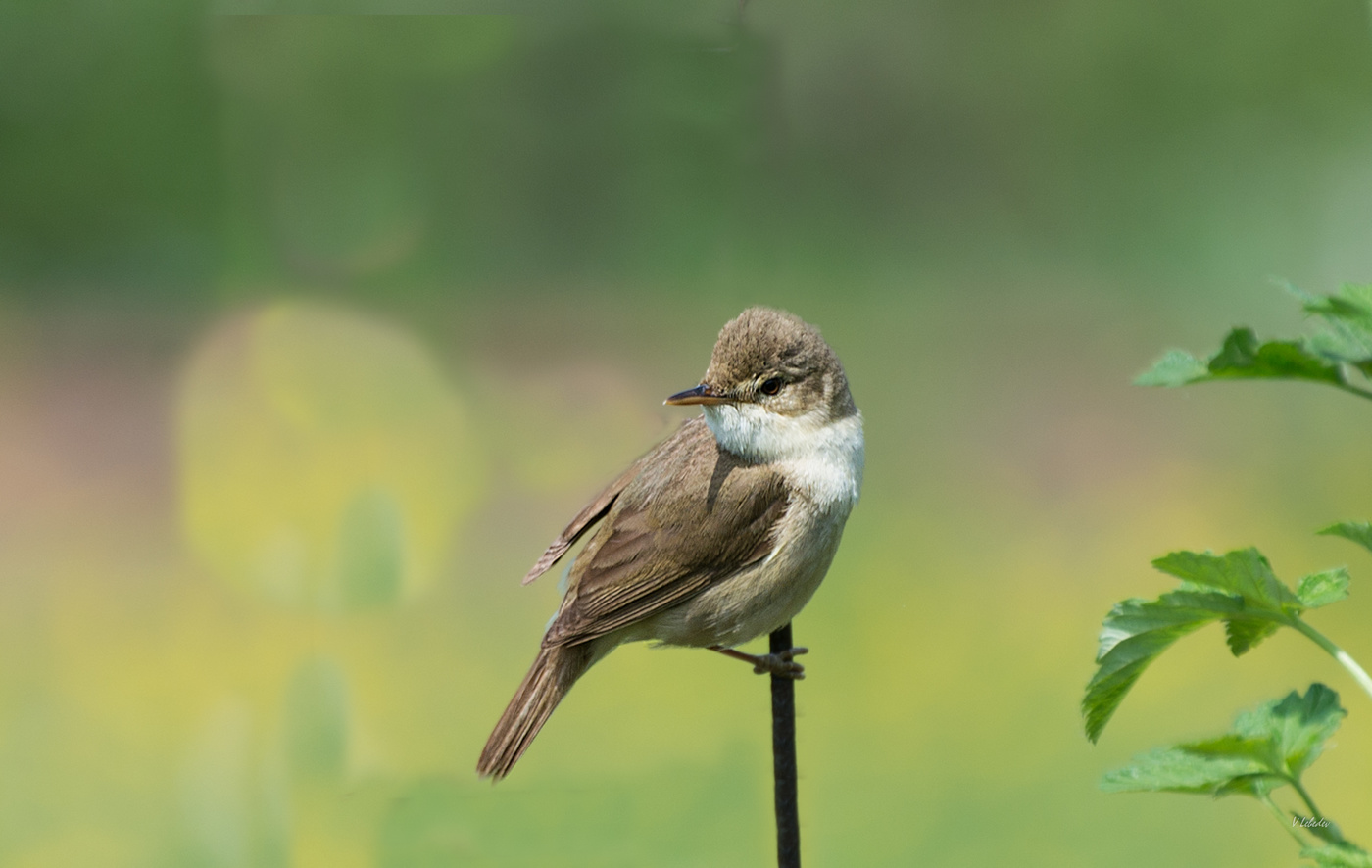 камышовка садовая