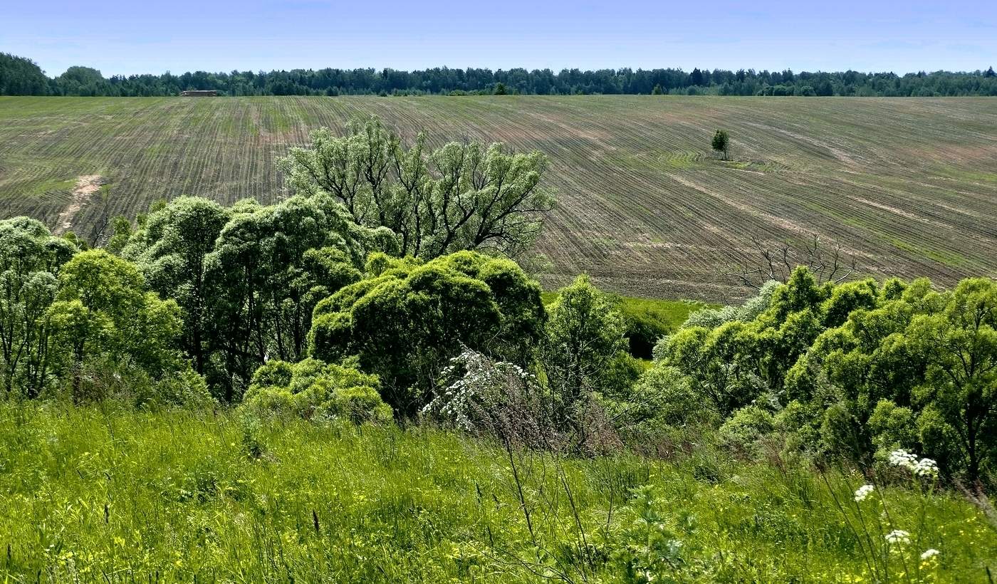 Островок на полевых просторах