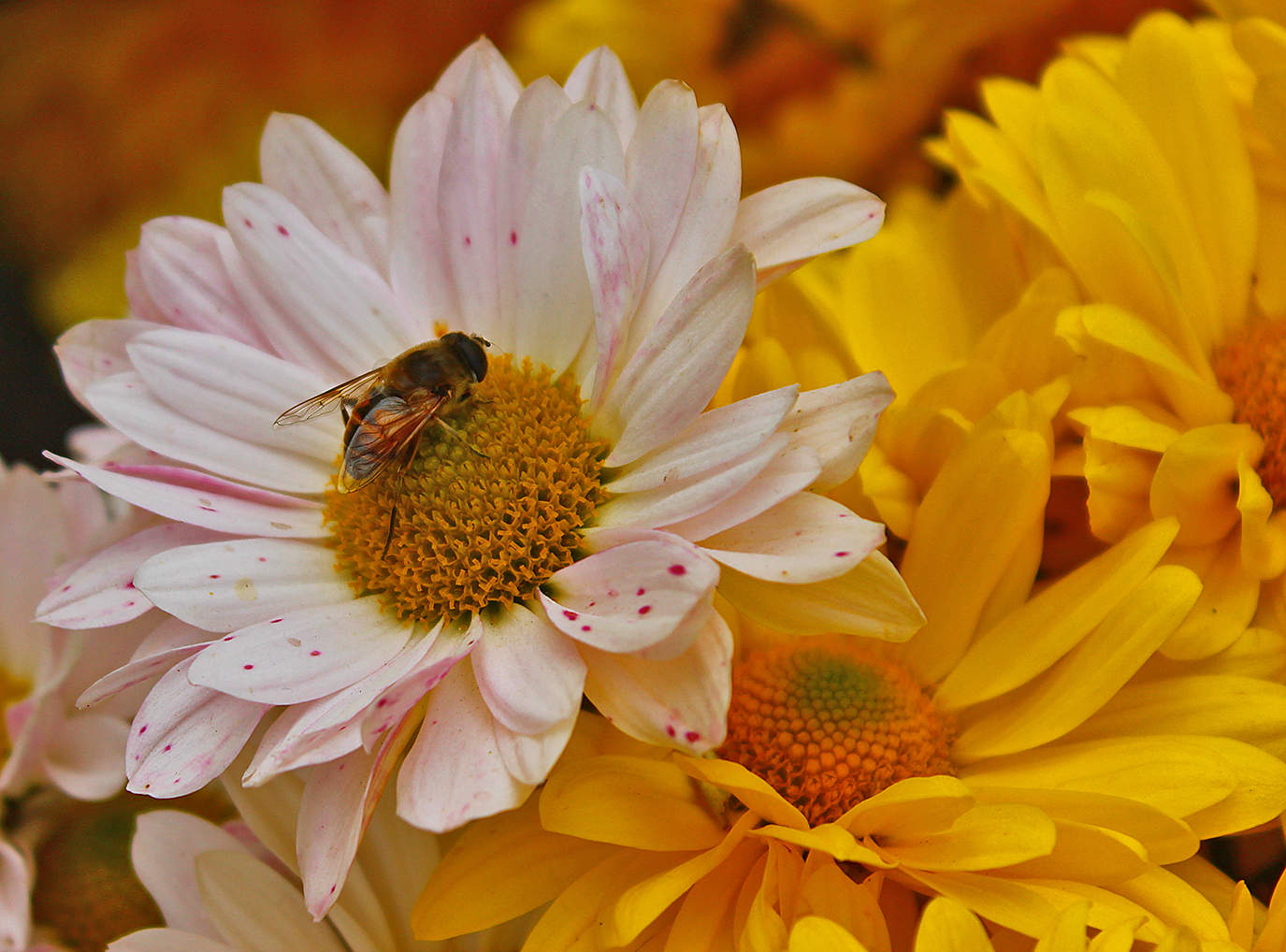 У кого в голове тараканы, а у кого и пчелы...