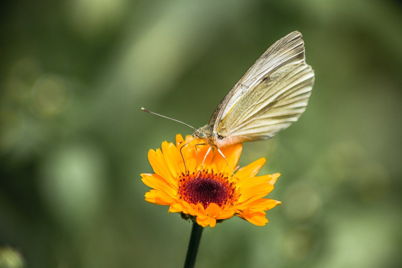 Белянка, и оранжевое солнышко...