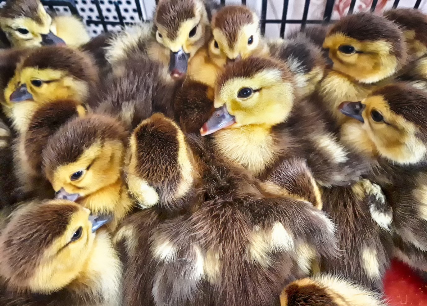 Ути, мои маленькие.