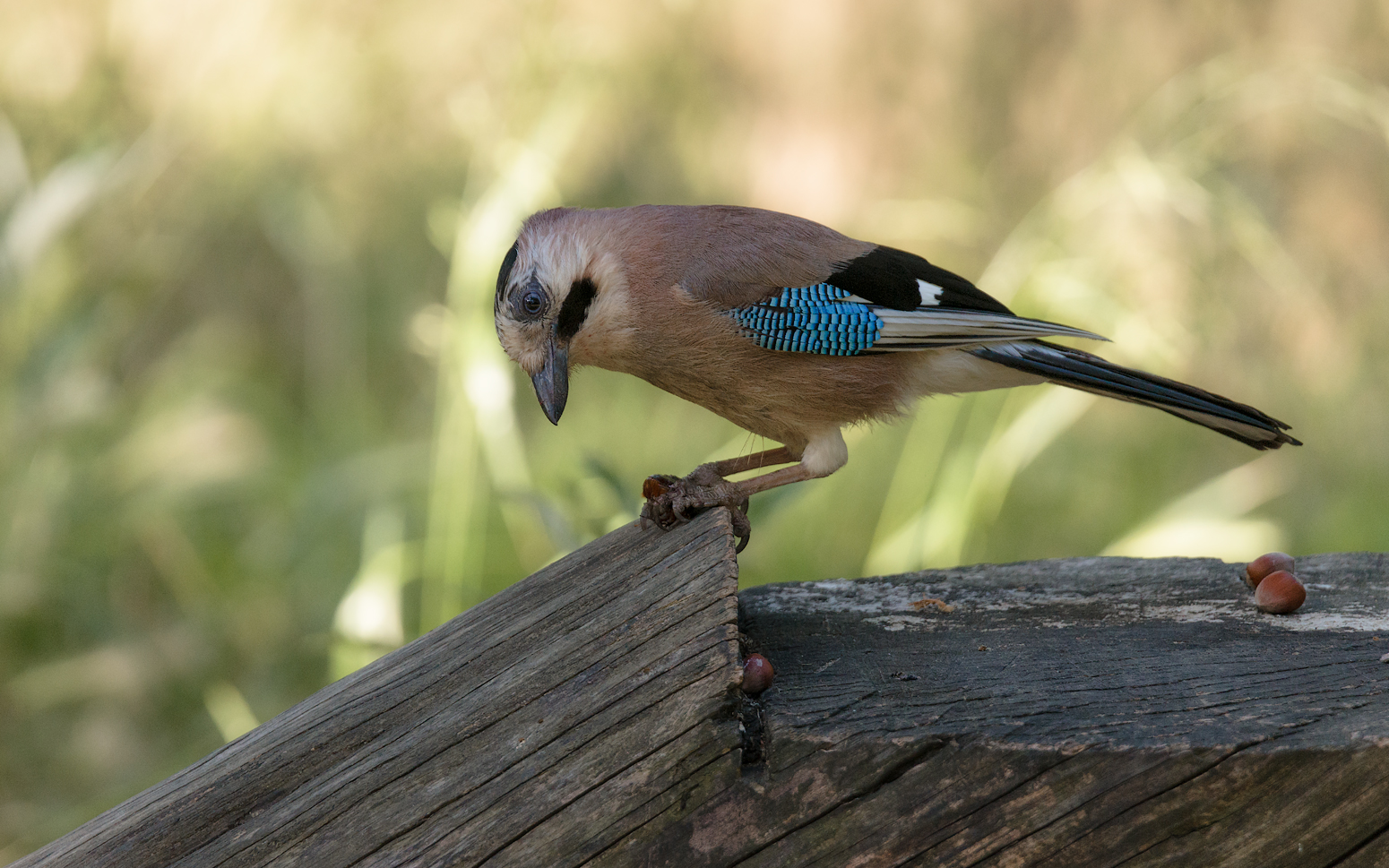 Про любопытную сойку