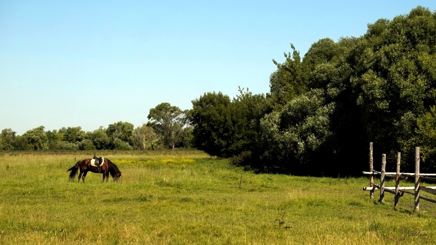Конь в поле.