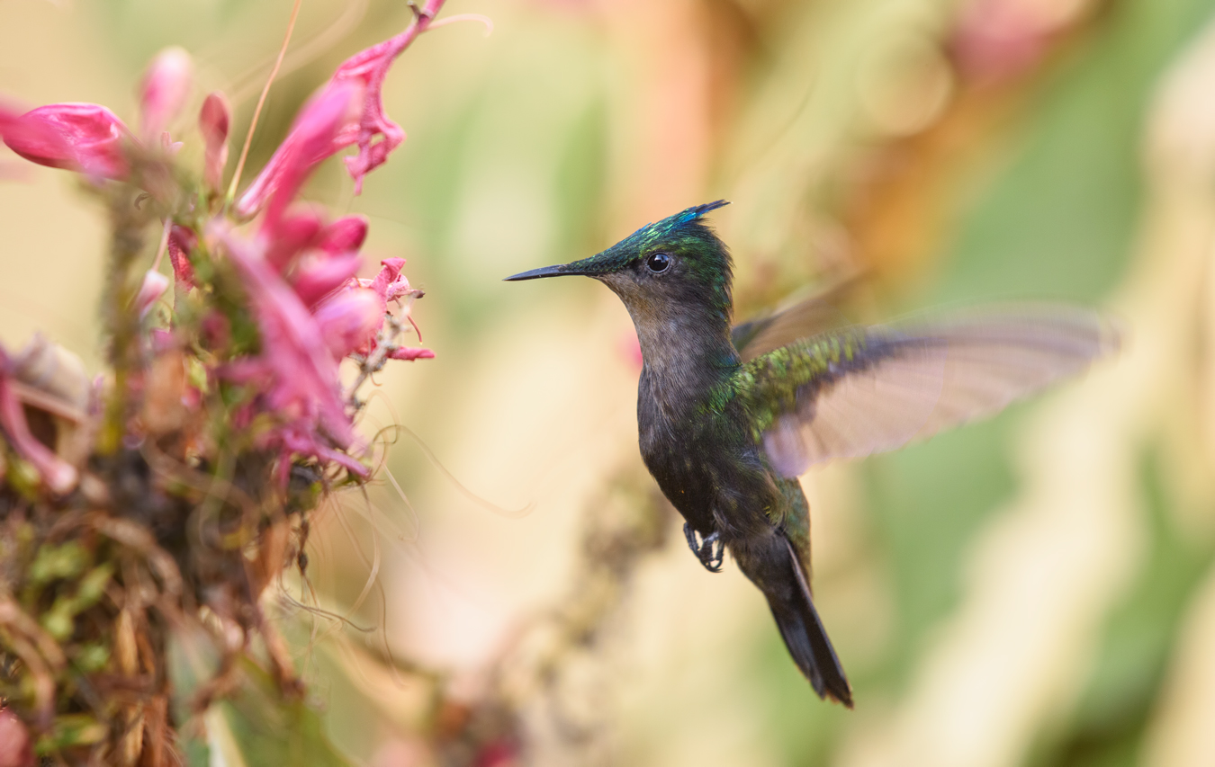 Antillean Crested Hummer