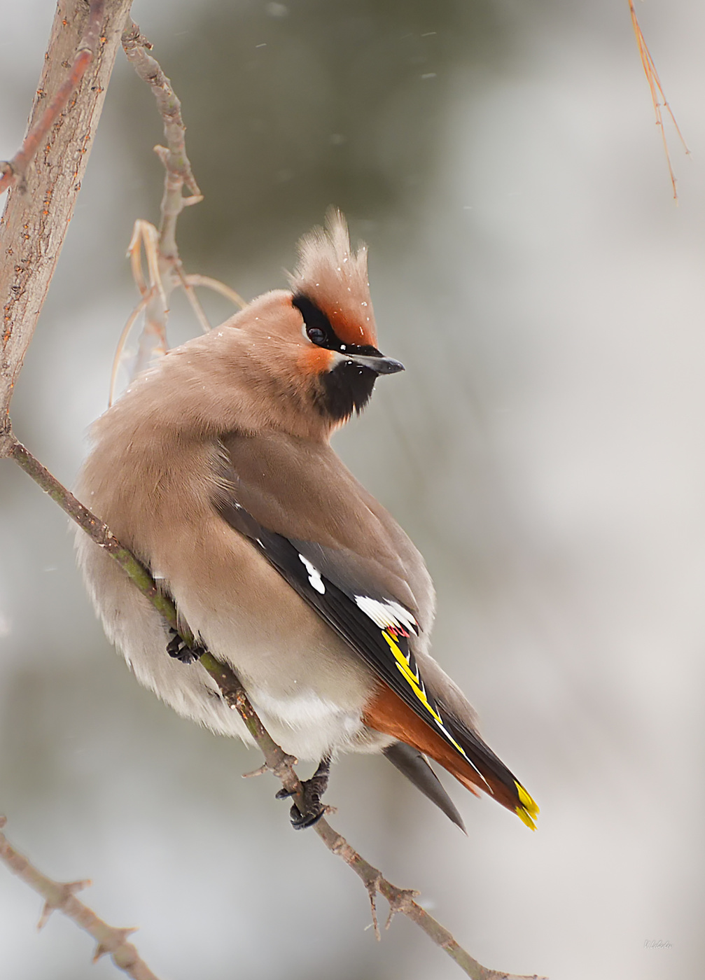 свиристель