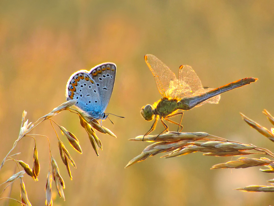 Душевный разговор
