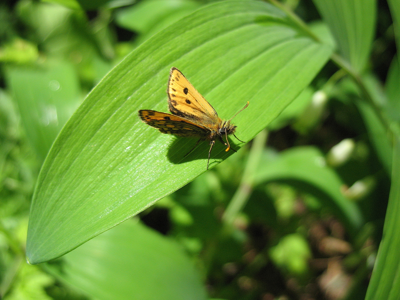Толстоголовка