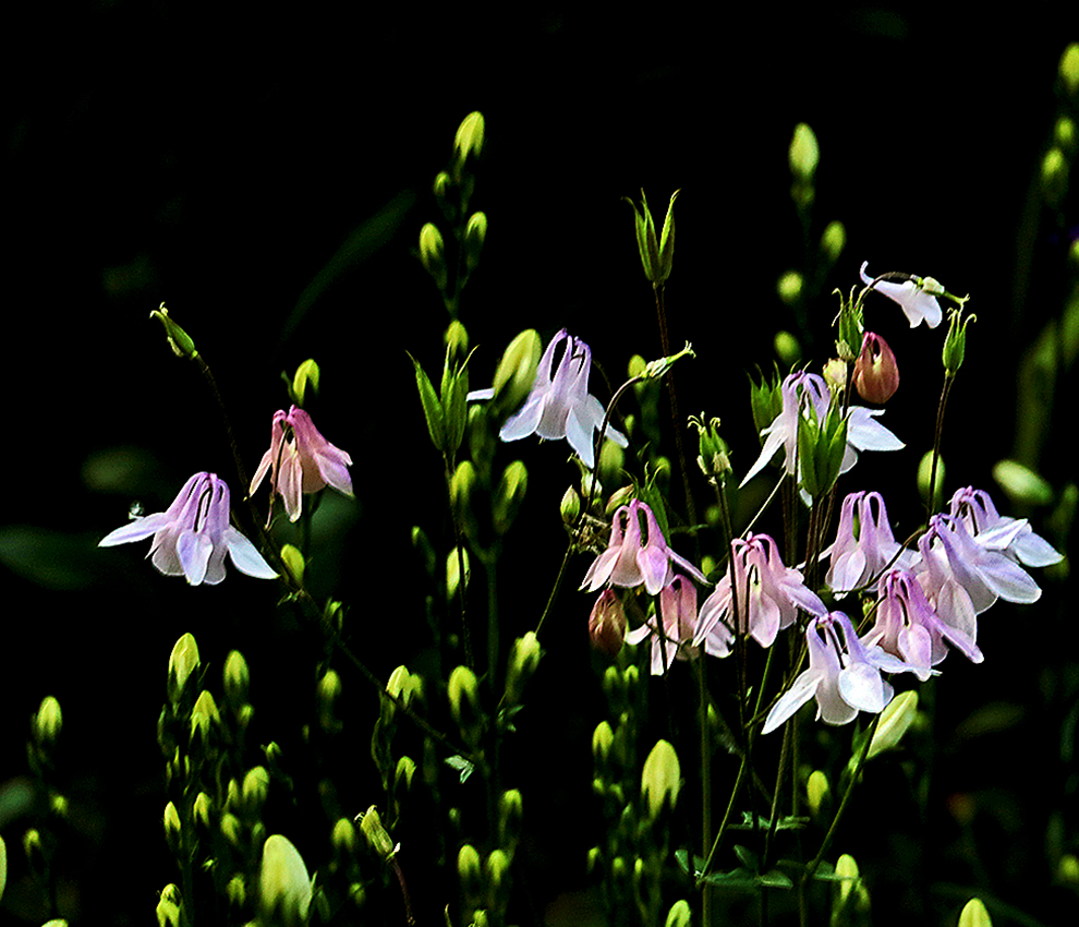 Светлячки и балеринки в ночи