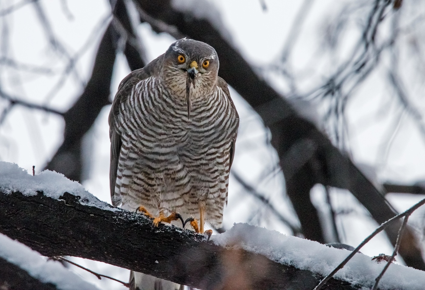 хищный взгляд