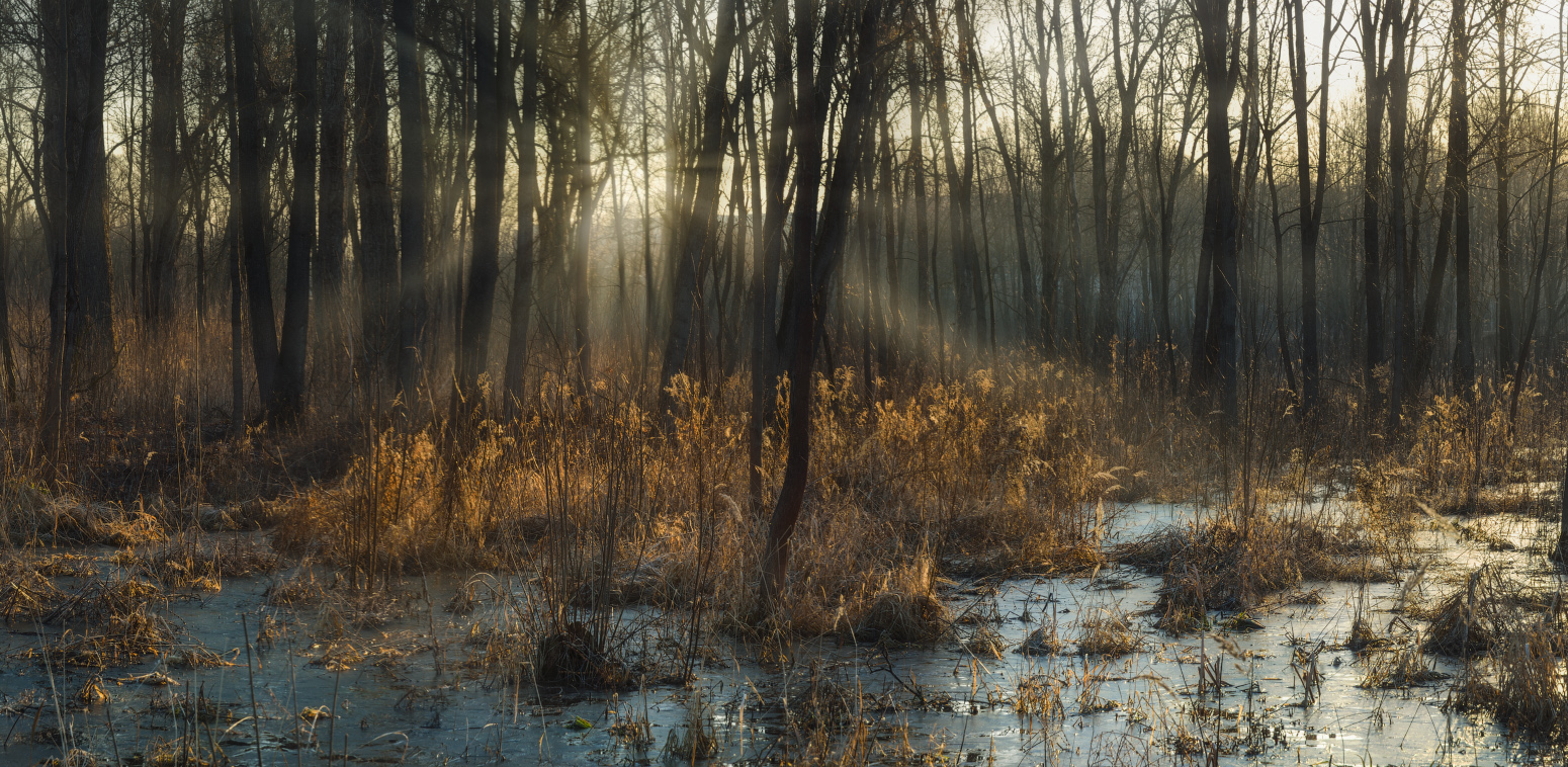 Баташевский сад. Апрель