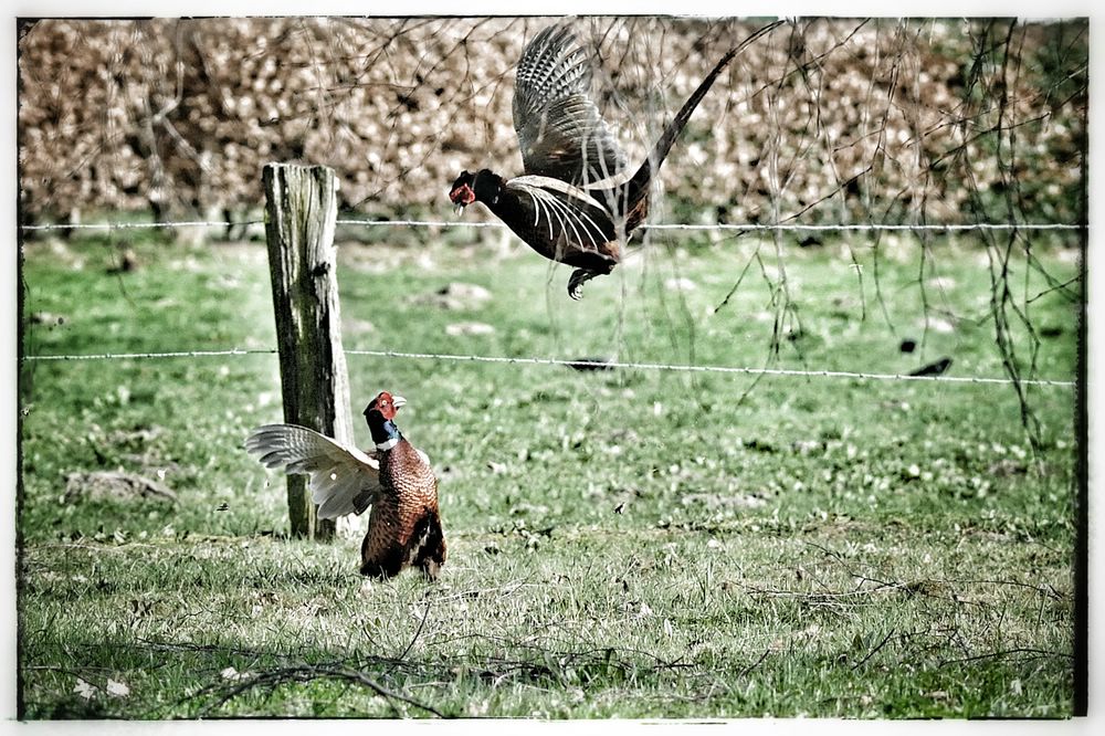 петушиные бои