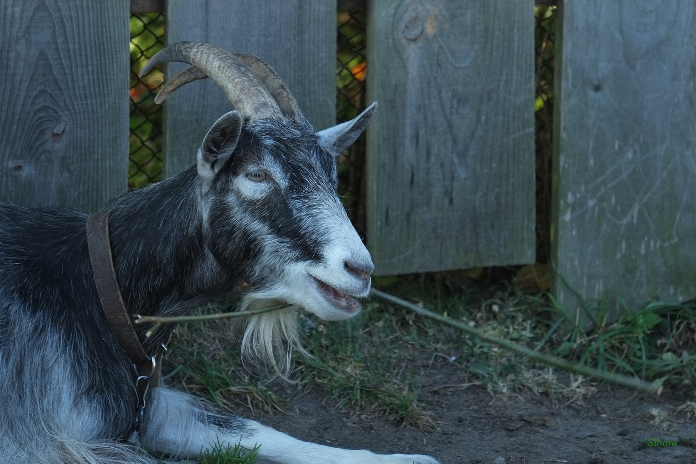 Портрет козы.