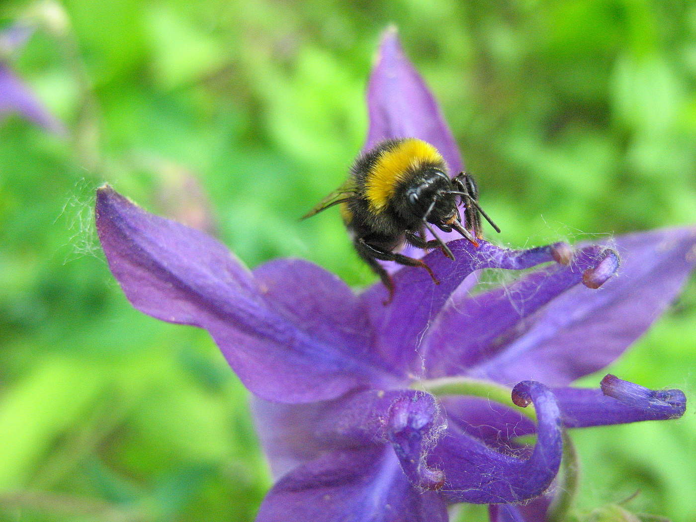 Шмель на аквилегии