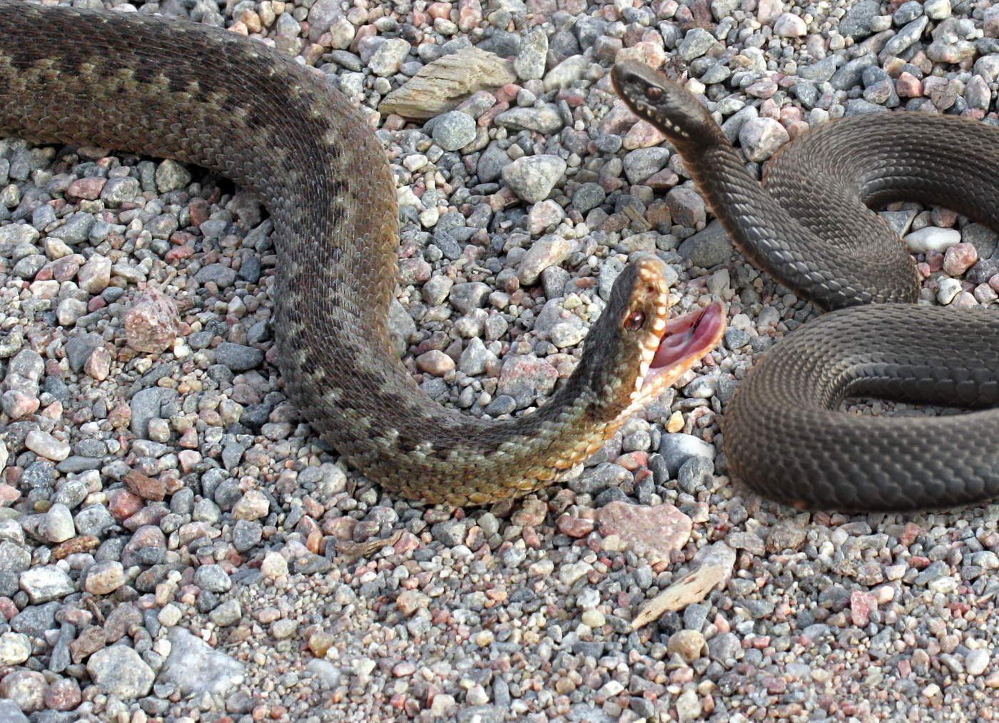 Взаимоотношения в природе.