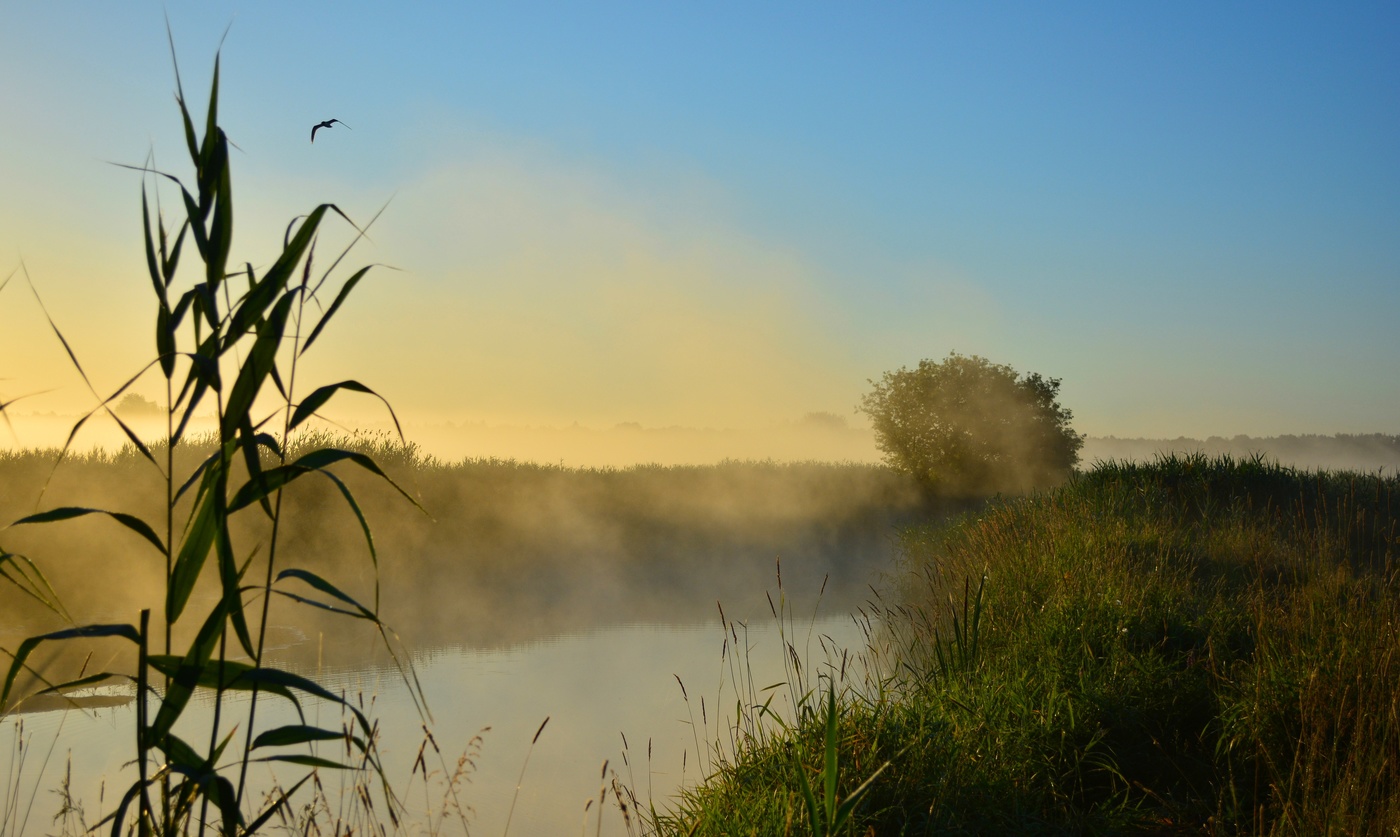 Туманная река