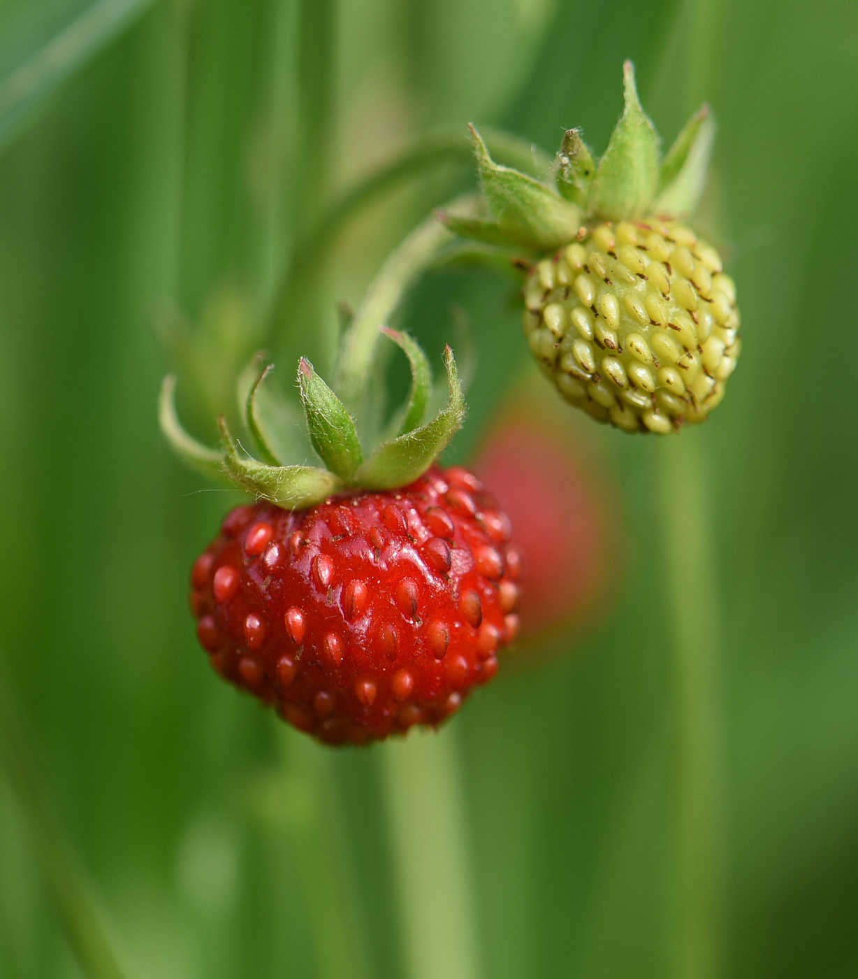 Настало время земляники ...