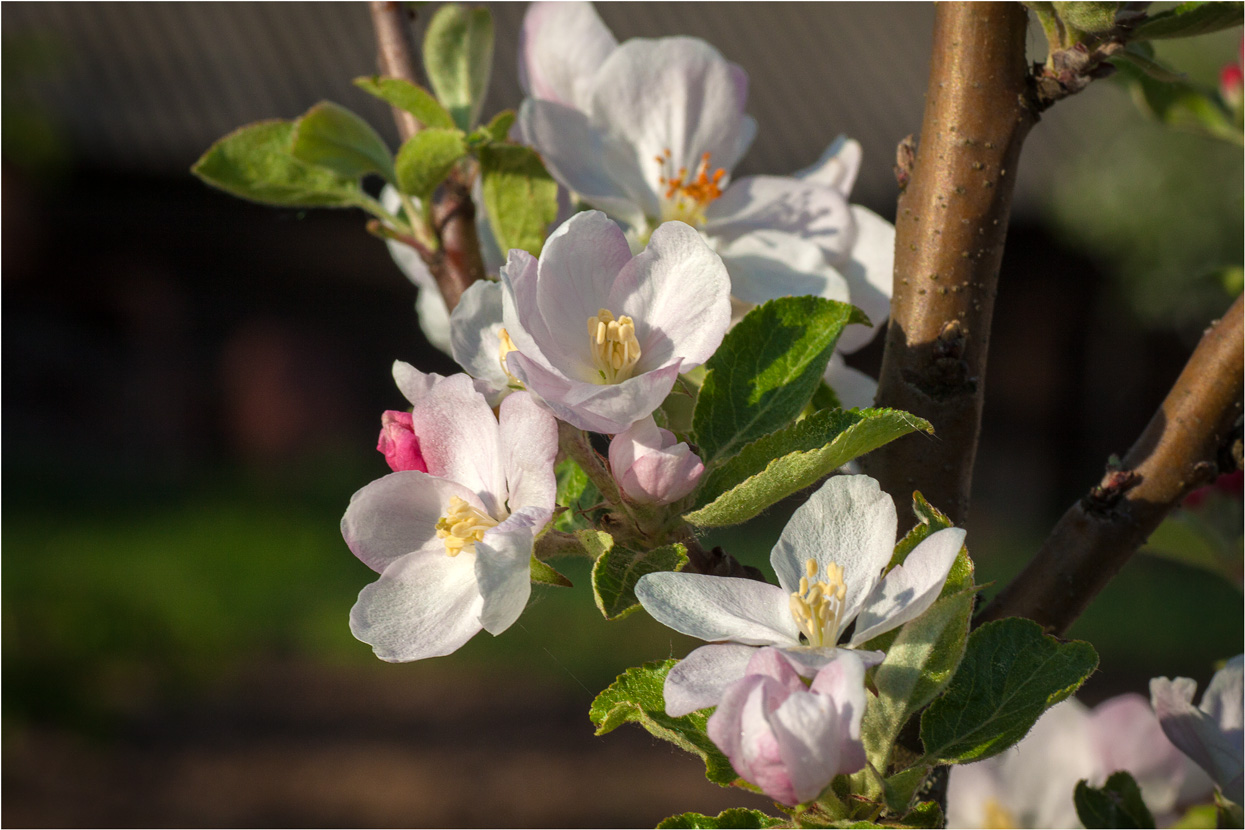 Яблочный букет