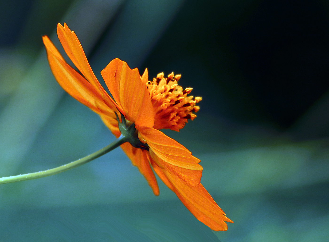 Космейка в профиль