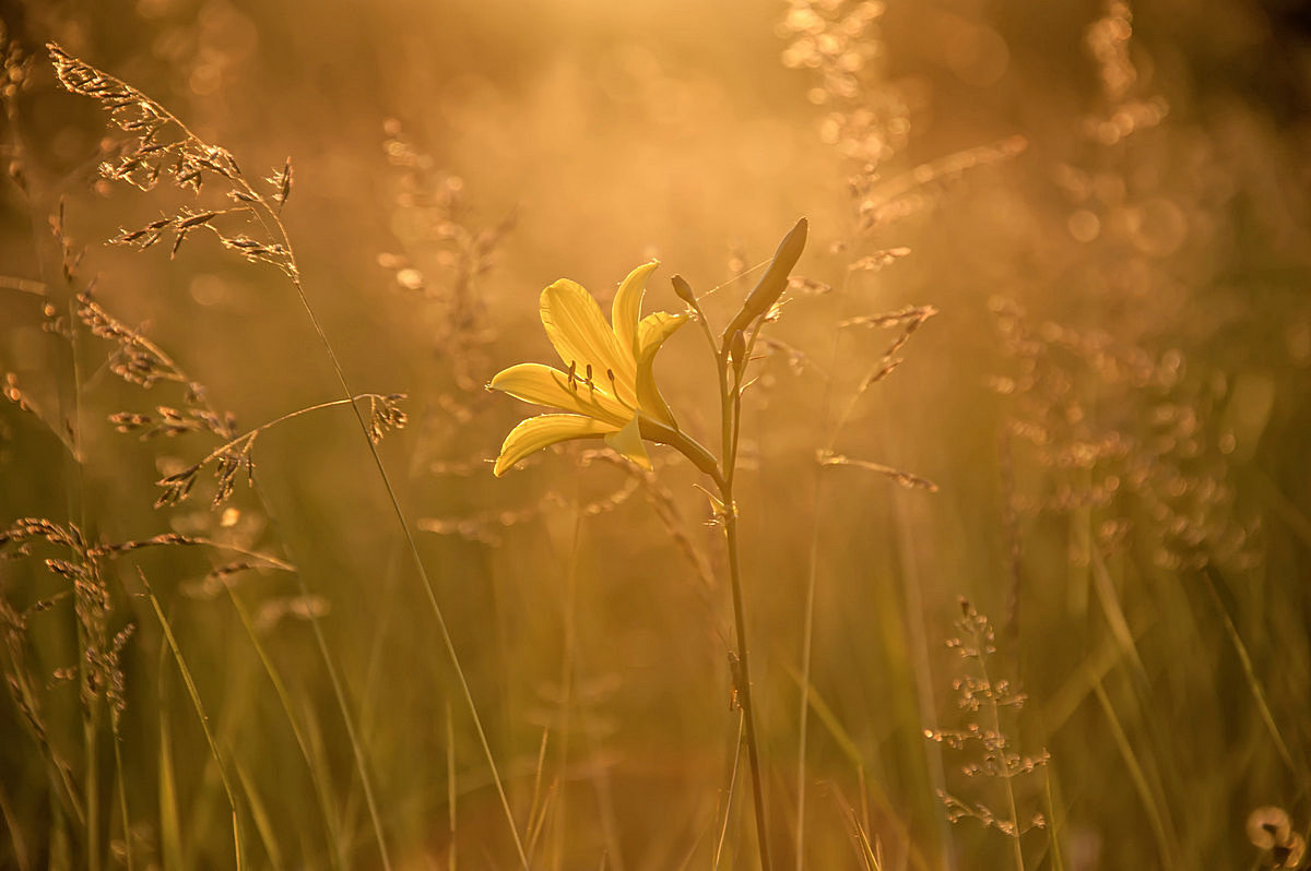 Под вечерними лучами солнца...