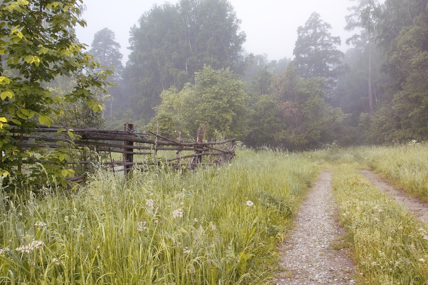 Туманное утро