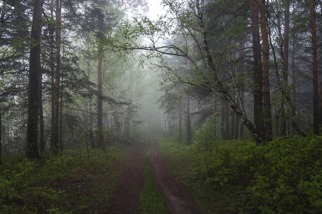 Утро в лесу.