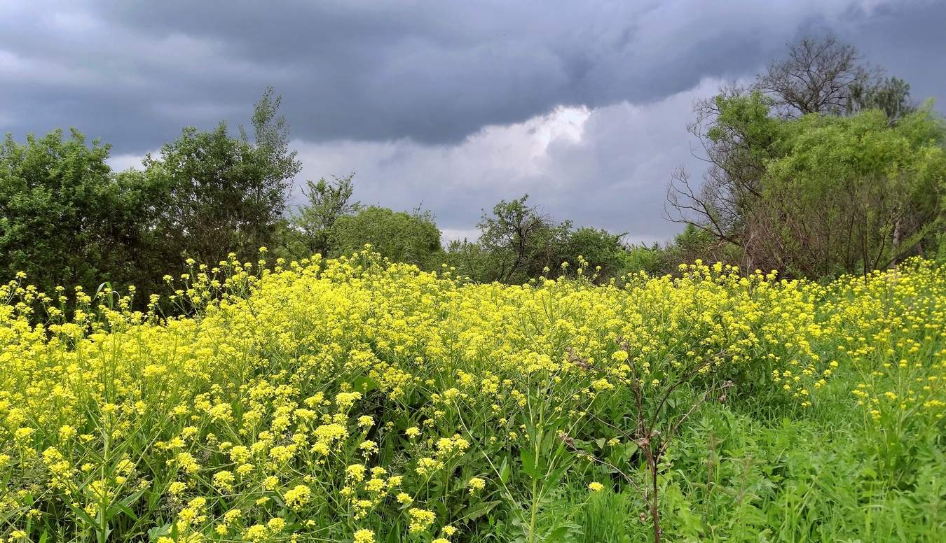 Скоро грянет буря