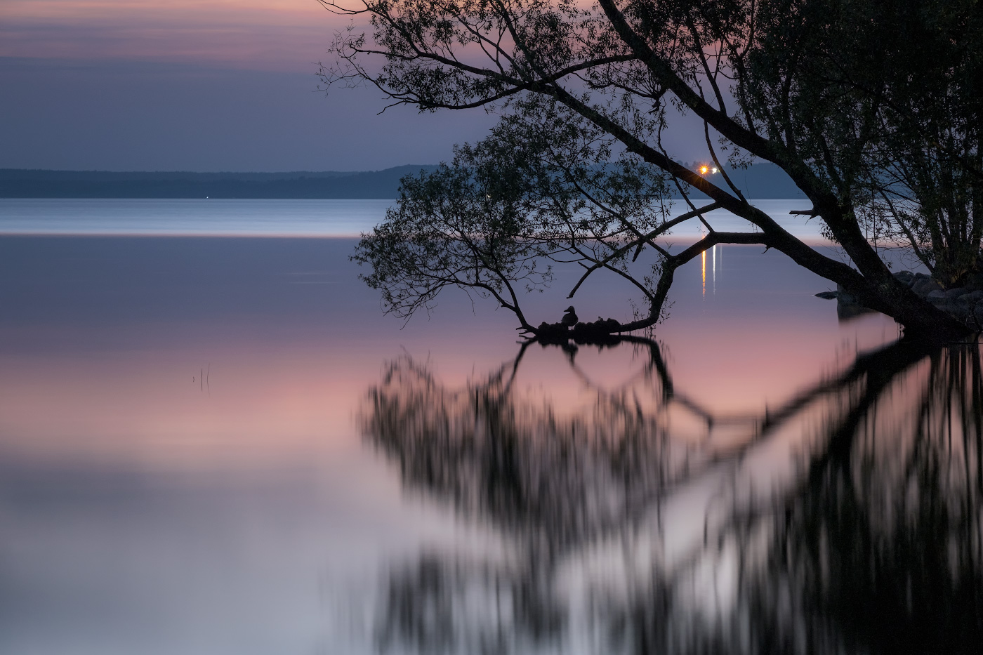 Мама-утка начеку