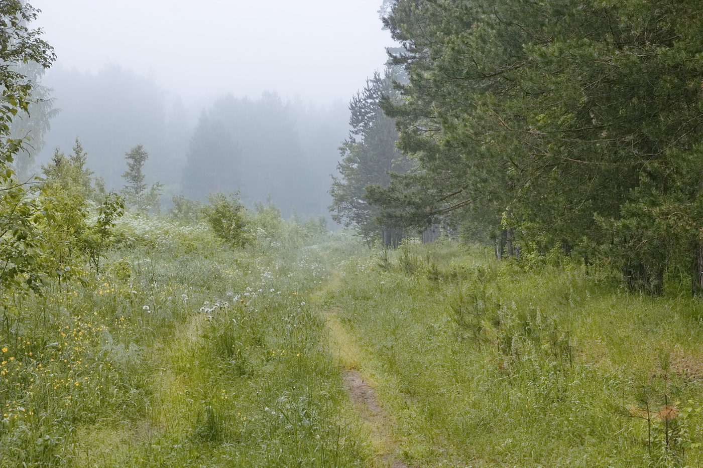 *Сквозь туман*