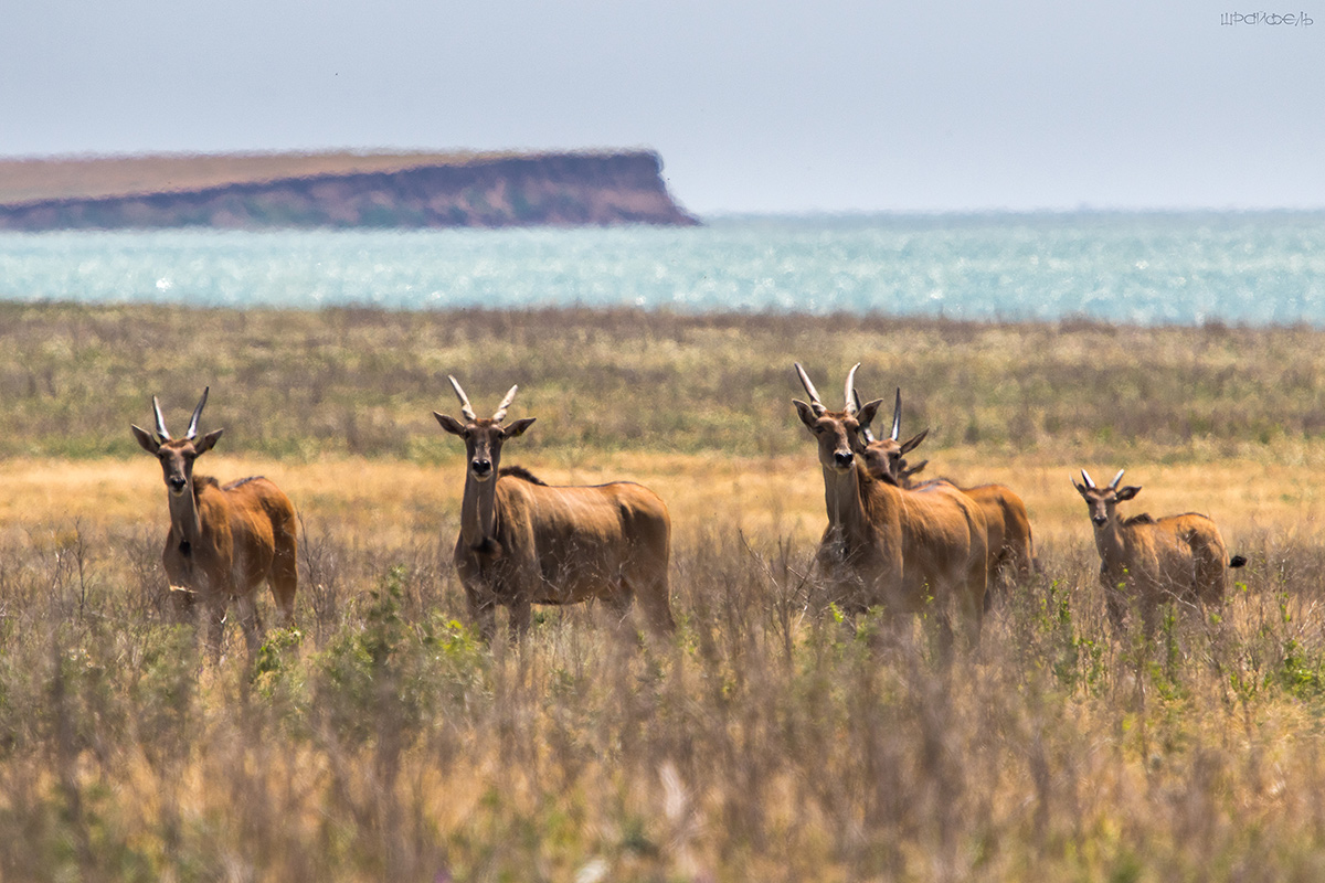 В жарких степях у Маныча