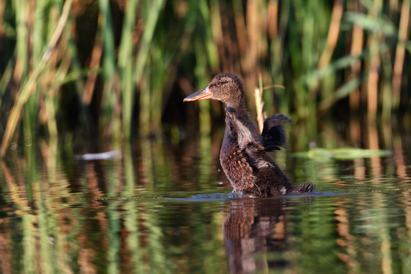 полетать бы!