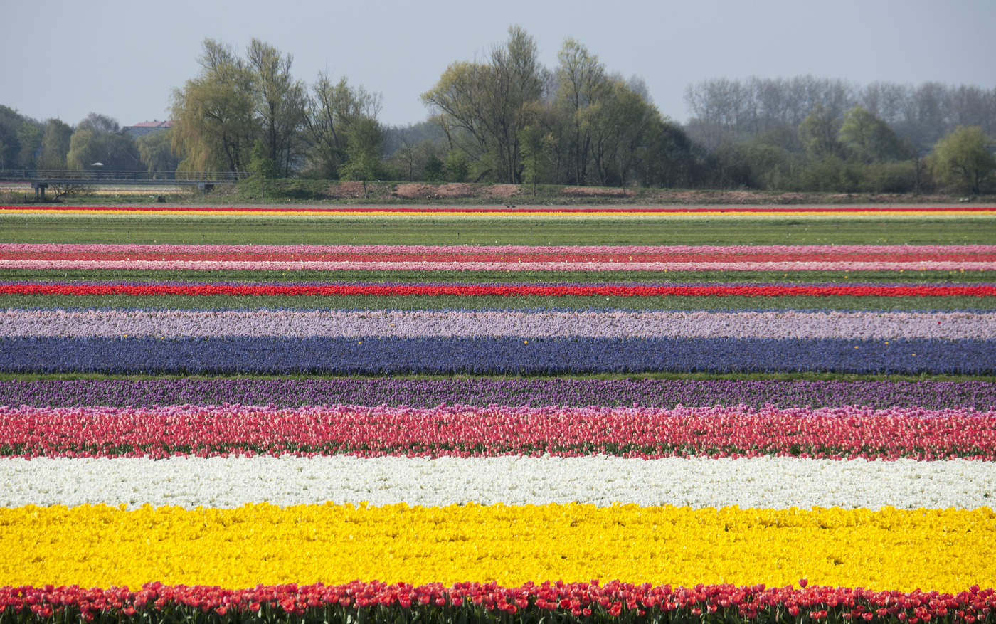 Время тюльпанов