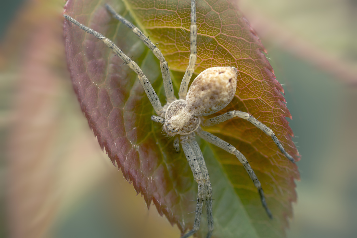 Расположился...