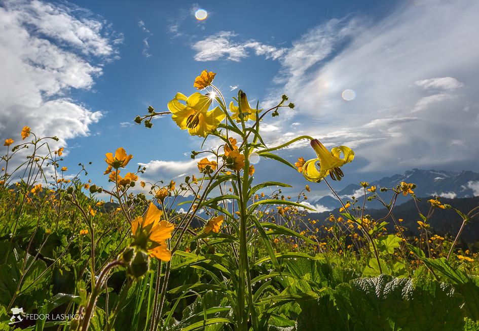 Радость солнца!
