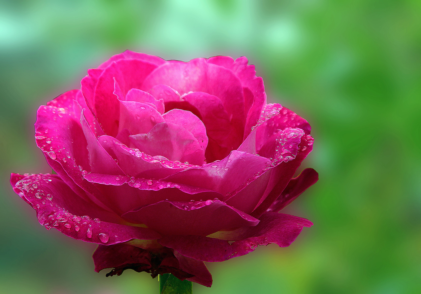 Леди свежесть