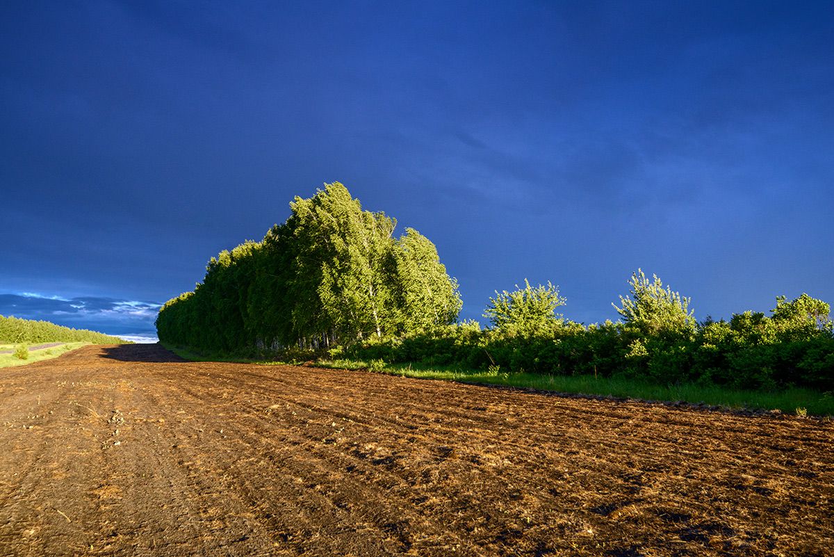 Лесополоса...