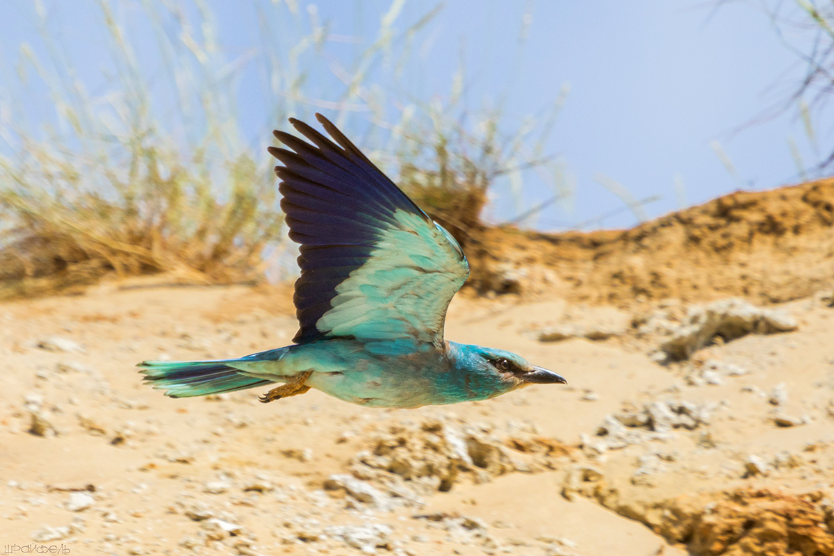 Птица цвета ультрамарин