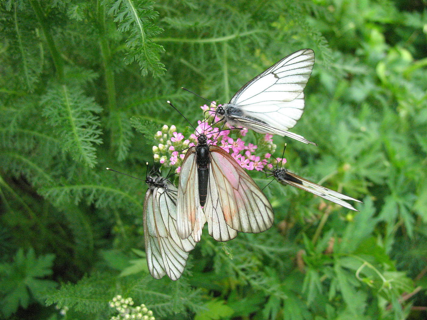 В тесноте, да не в обиде!