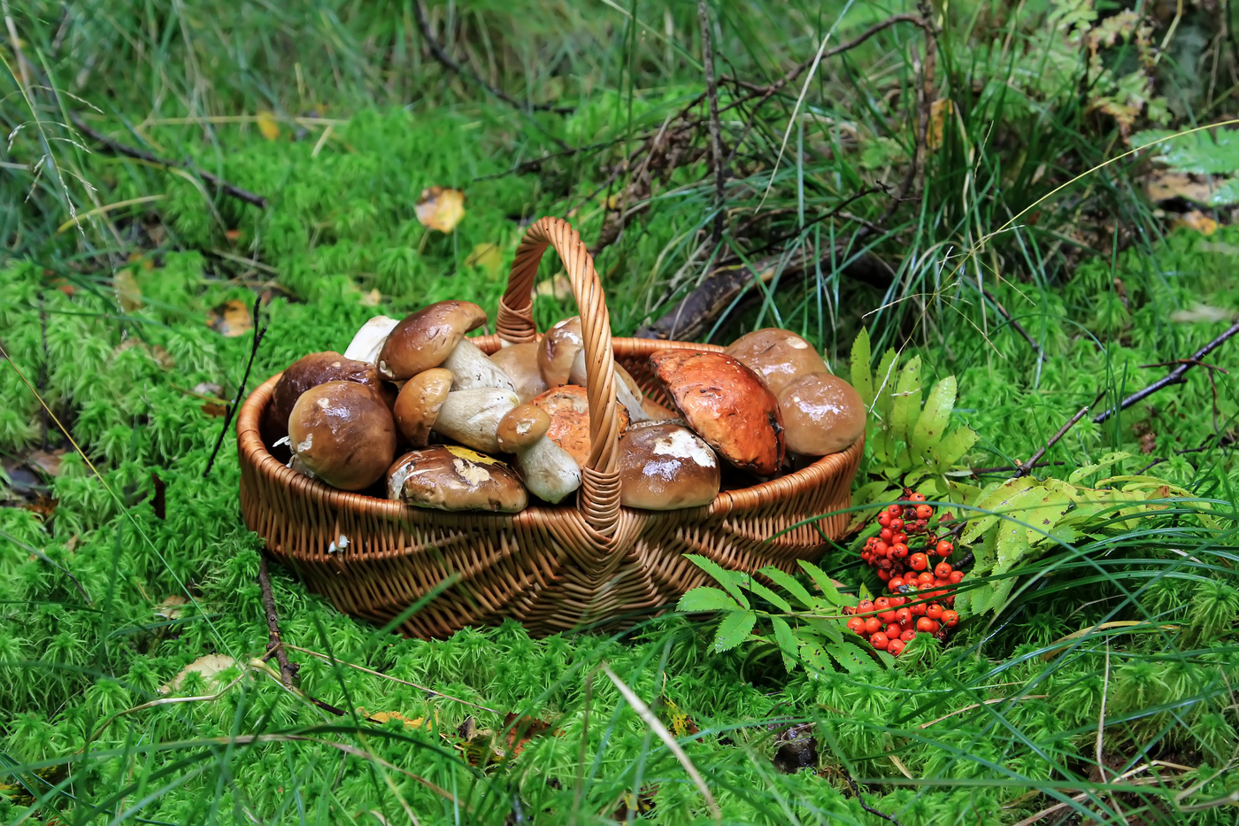 Грибное лукошко