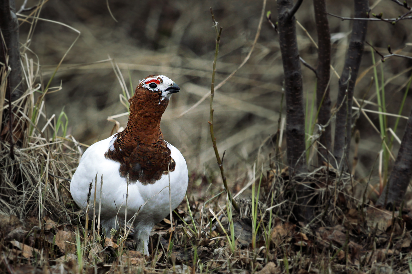 Краснобровый
