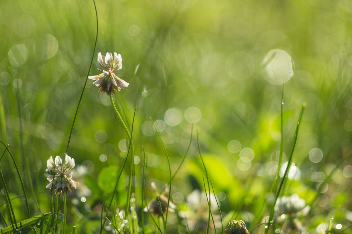 летним утром