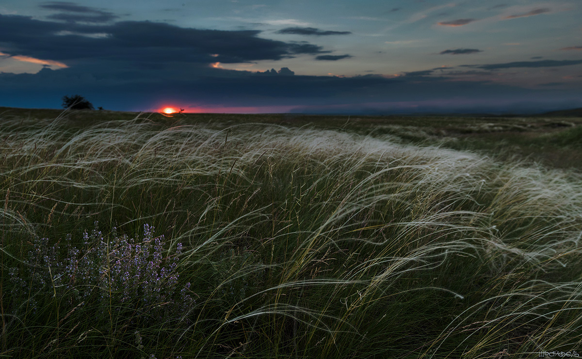 Цветет чабрец пахучий...