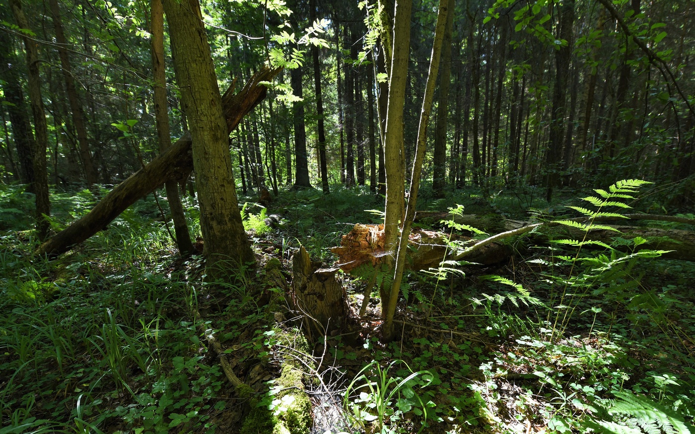 Поздним утром в лесу ...