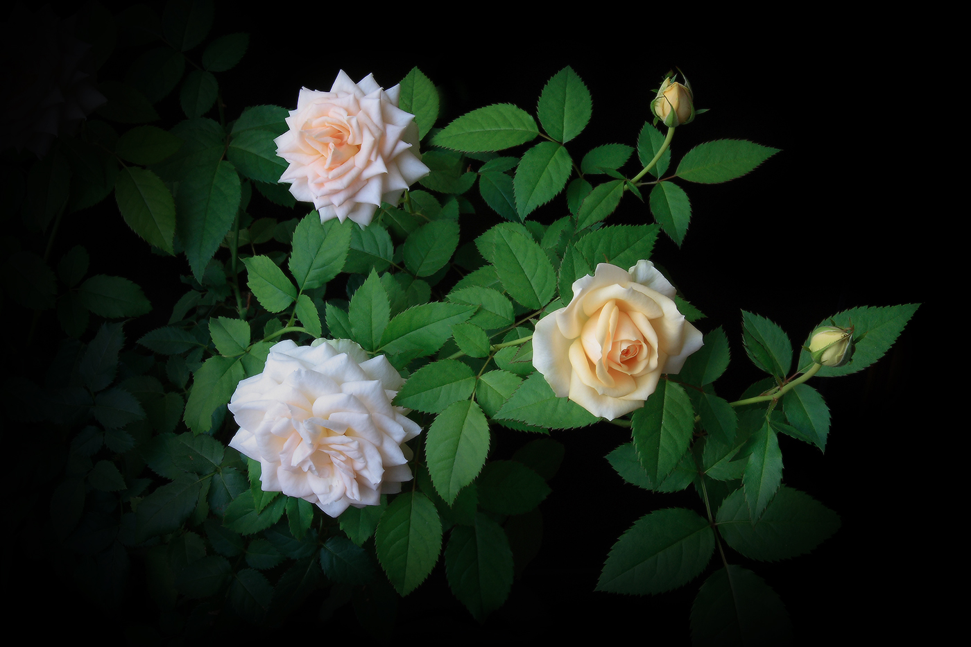 моя красавица