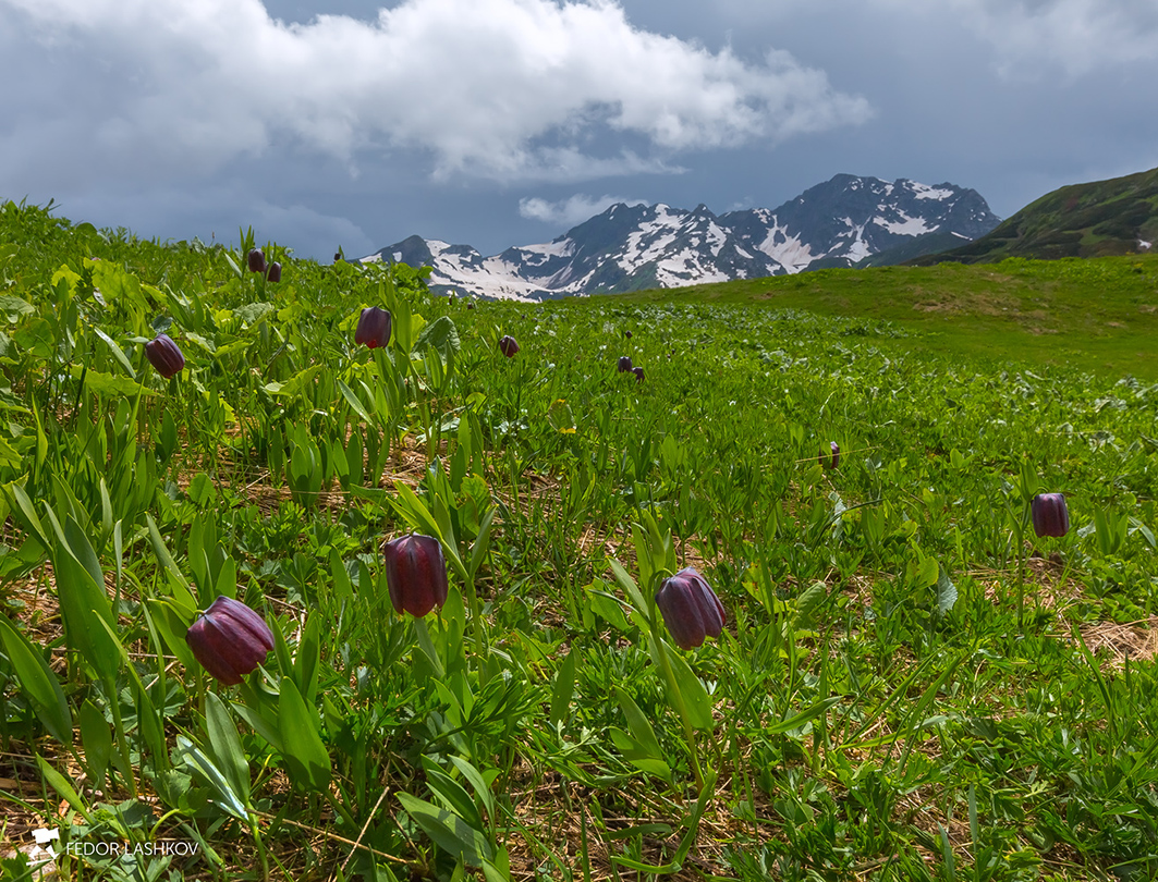 Рябчик широколистный
