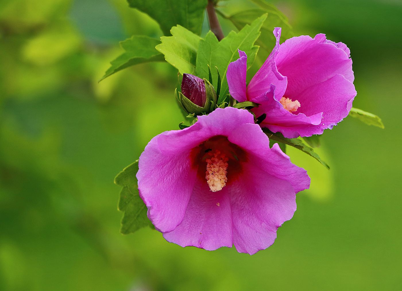 Гибискус сирийский